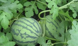 吃瓜专业人员,揭秘娱乐圈幕后真相