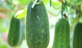 三越子吃瓜,揭秘娱乐圈背后的秘密