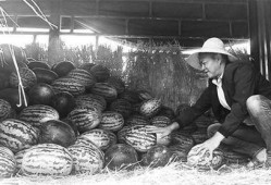 蠡县吃瓜群众事件始末,一场网络舆论的风暴与反思