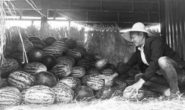 蠡县吃瓜群众事件始末,一场网络舆论的风暴与反思