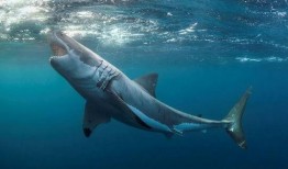 吃瓜鲨鱼图片高清,高清揭秘吃瓜鲨鱼的神秘世界