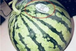 凉山吃瓜网红,揭秘网红背后的生活与美食之旅