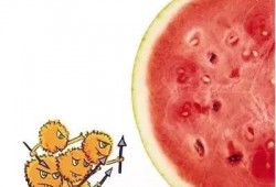 看大头吃烟瓜,一场奇妙的味蕾冒险之旅