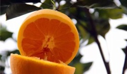 橙嫂吃瓜,揭秘娱乐圈幕后真相