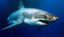 吃瓜鲨鱼图片高清,高清揭秘吃瓜鲨鱼的神秘世界