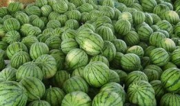 吃瓜龙港,揭秘这座城市的美食与风情