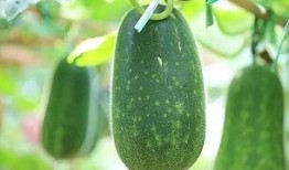 吃占瓜要去种子吗,营养与口感大揭秘