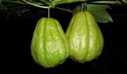 吃佛手瓜嘴巴疼,却让嘴巴疼痛不已之谜揭晓