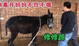 吃瓜的秃头小驴