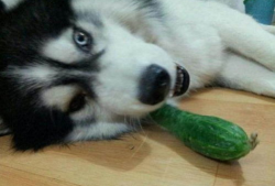 二哈吃瓜舞,萌宠界的“热辣”潮流