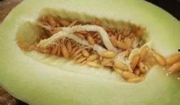 吃瓜楼会过敏,过敏体质者的饮食禁忌与应对策略