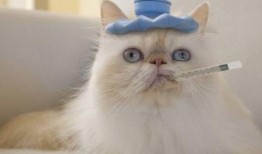 weme微密猫吃瓜,揭秘娱乐圈幕后故事