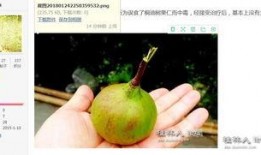 洋人吃洋瓜,东西方文化交流的甜蜜见证