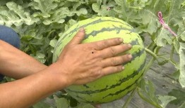 吃瓜群众快来花式吃瓜图片,跟随吃瓜群众一起领略视觉盛宴