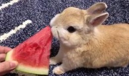 看兔吃瓜,揭秘动物界的趣味食事