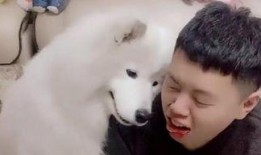 狼吃瓜什么梗,揭秘网络热梗背后的趣味与智慧