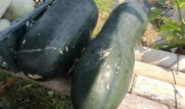 翰林吃瓜事件,揭秘娱乐圈背后的权力斗争与舆论风暴