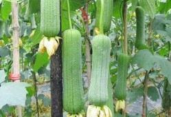 女人减肥吃瓜推荐,瓜类美食助力健康瘦身