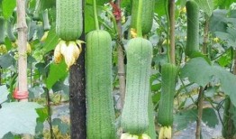 女人减肥吃瓜推荐,瓜类美食助力健康瘦身