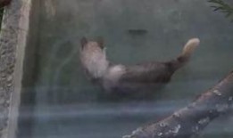 狼吃瓜什么梗,揭秘网络热梗背后的趣味与智慧