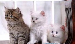 cat直播时被迫吃瓜,猫主被迫“瓜”中求生记