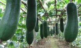 吃瓜频道是多少,吃瓜频道背后的热门话题与热议事件