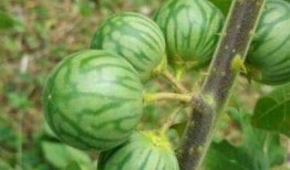 长期吃马泡瓜好吗,长期食用马泡瓜的健康益处与注意事项