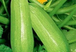 类似吃瓜趣事视频,那些让人捧腹大笑的吃瓜趣事